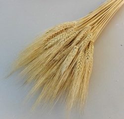 Pšenica a jej využitie v kuchyni